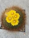 Parodia chrysacanthion